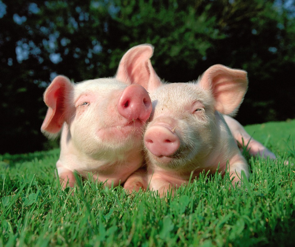 Glückliche Schweinchen